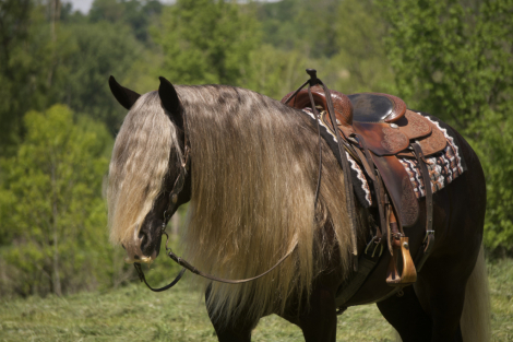 HorseID: 2265021 WBF, The Boss’s Sterling Armor - PhotoID: 1034262