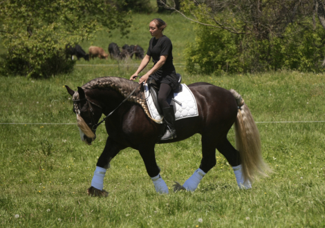 HorseID: 2265021 WBF, The Boss’s Sterling Armor - PhotoID: 1034263