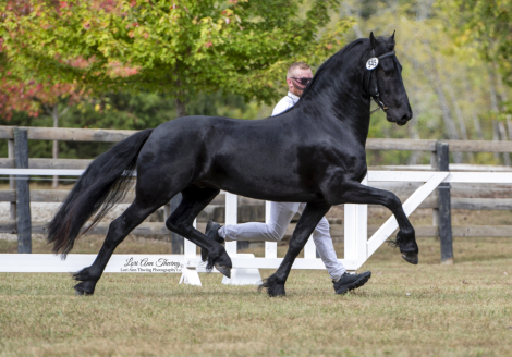 HorseID: 2265221 Viserion fan Cedar Creek - PhotoID: 1099760