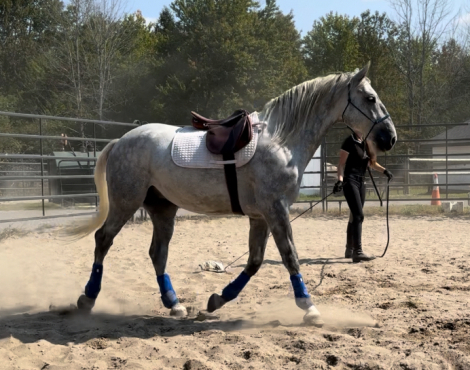 HorseID: 2271209 Conversano Trompeta XIV - PhotoID: 1076825