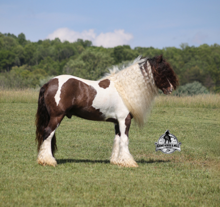 HorseID: 2271747 Marston - PhotoID: 1043300