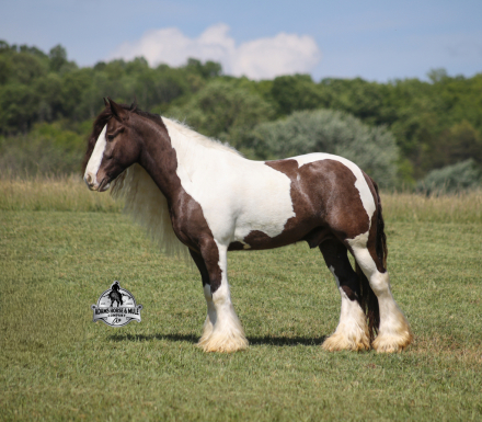 HorseID: 2271747 Marston - PhotoID: 1043301