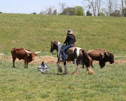 HorseID: 2271747 Marston - PhotoID: 1089903