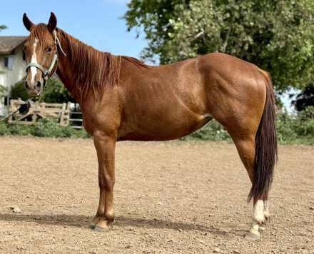 HorseID: 2273833 The sour patch kid - PhotoID: 1083268