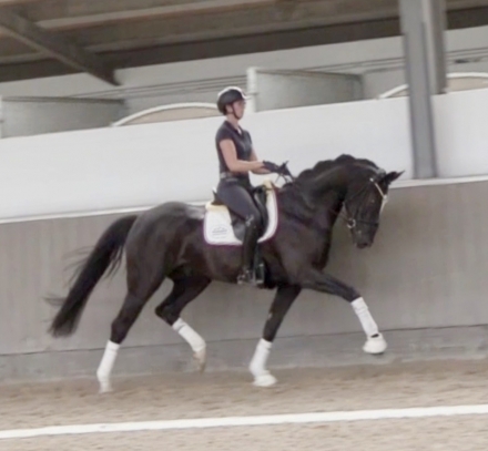 HorseID: 2274457 Fürst Brentano HW at www.HWfarm.com - PhotoID: 1046961