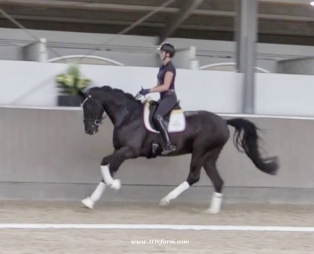 HorseID: 2274457 Fürst Brentano HW at www.HWfarm.com - PhotoID: 1046962