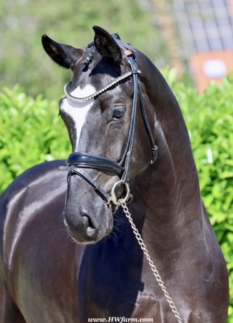 HorseID: 2274457 Fürst Brentano HW at www.HWfarm.com - PhotoID: 1046963
