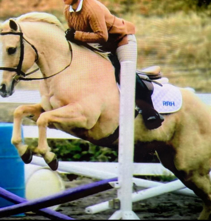 HorseID: 2278833 Sun Tans ExoticSchotch - PhotoID: 1077663