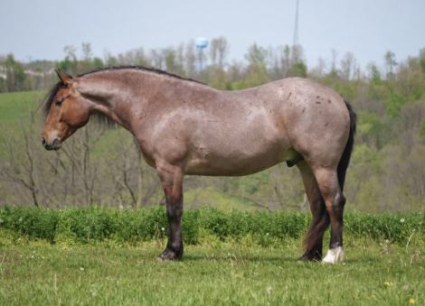 HorseID: 2280895 Ranger - PhotoID: 1055701