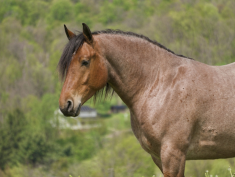 HorseID: 2280895 Ranger - PhotoID: 1062980