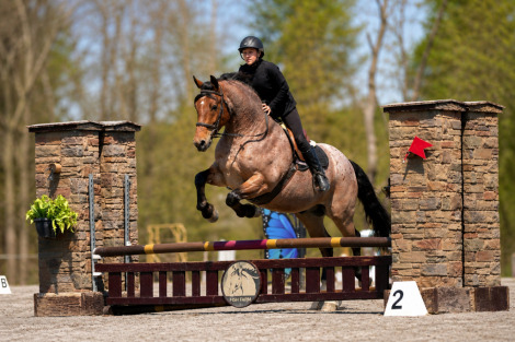 HorseID: 2280895 Ranger - PhotoID: 1062981