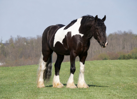 HorseID: 2280899 King Charles - PhotoID: 1055720