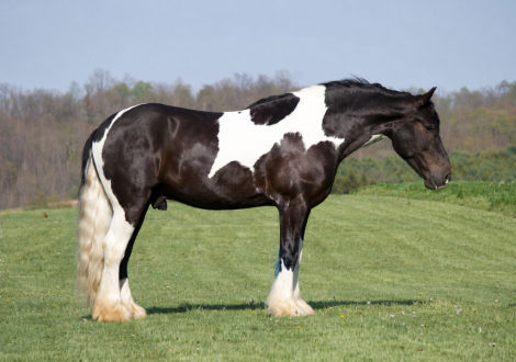 HorseID: 2280899 King Charles - PhotoID: 1055721