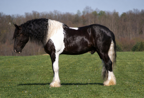 HorseID: 2280899 King Charles - PhotoID: 1055722