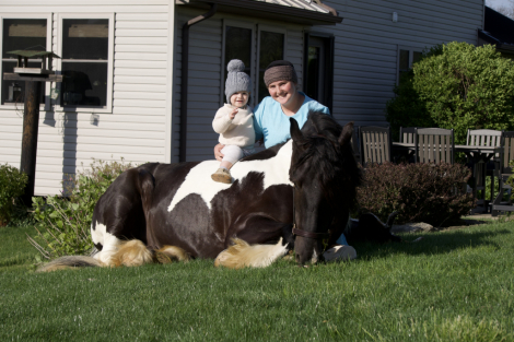 HorseID: 2280899 King Charles - PhotoID: 1055723