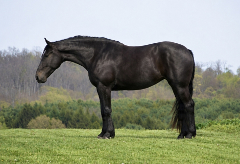 HorseID: 2280903 Quincy - PhotoID: 1055696