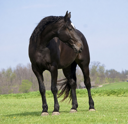 HorseID: 2280903 Quincy - PhotoID: 1055697