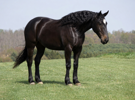 HorseID: 2280903 Quincy - PhotoID: 1055698