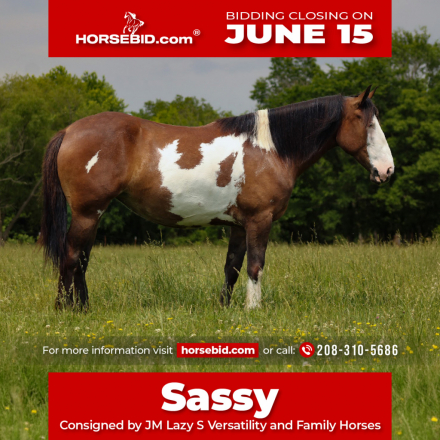HorseID: 2280904 Sassy - PhotoID: 1055716
