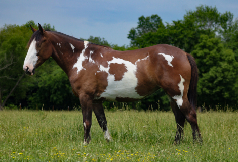 HorseID: 2280904 Sassy - PhotoID: 1055717
