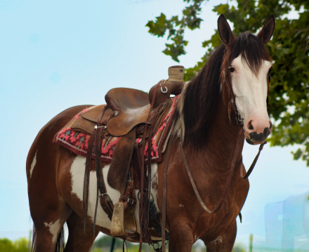 HorseID: 2280904 Sassy - PhotoID: 1055718