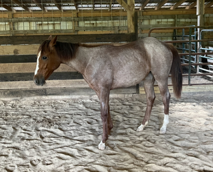 HorseID: 2280960 SANNLILLY - PhotoID: 1076283