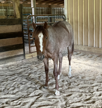 HorseID: 2280960 SANNLILLY - PhotoID: 1076284