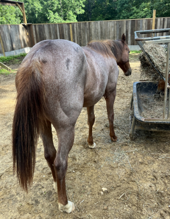 HorseID: 2280960 SANNLILLY - PhotoID: 1076285