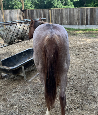 HorseID: 2280960 SANNLILLY - PhotoID: 1076286