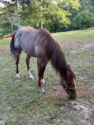 HorseID: 2280960 SANNLILLY - PhotoID: 1099797