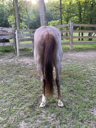 HorseID: 2280960 SANNLILLY - PhotoID: 1099798