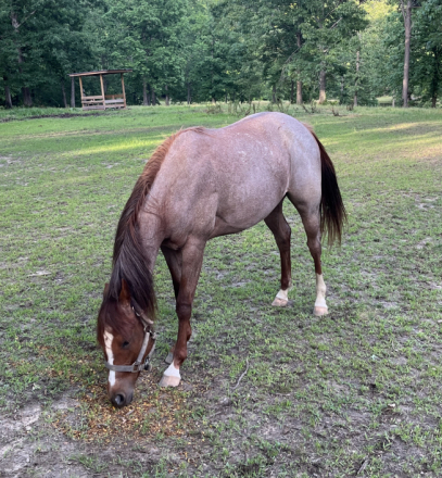 HorseID: 2280960 SANNLILLY - PhotoID: 1099799