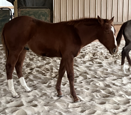 HorseID: 2280961 CATTLECAT - PhotoID: 1076176