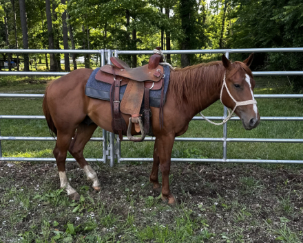 HorseID: 2280961 CATTLECAT - PhotoID: 1099932