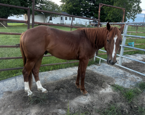 HorseID: 2280961 CATTLECAT - PhotoID: 1100309