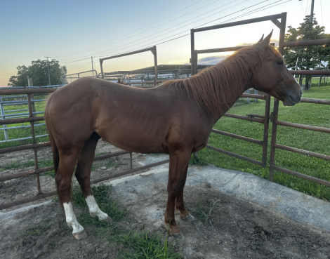 HorseID: 2280961 CATTLECAT - PhotoID: 1100310