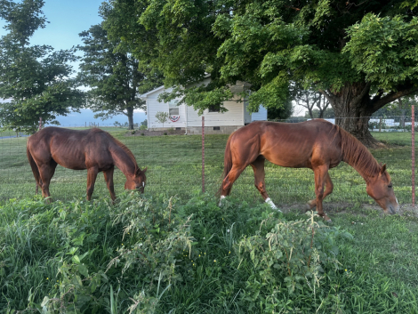 HorseID: 2280961 CATTLECAT - PhotoID: 1100311