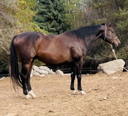 HorseID: 2282408 Celtic Tudor - PhotoID: 1077048