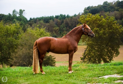 HorseID: 2283883 Esplendido BIO III - PhotoID: 1099742