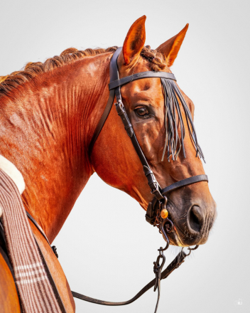 HorseID: 2283883 Esplendido BIO III - PhotoID: 1099744
