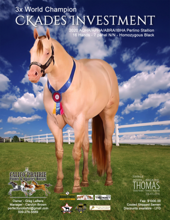 HorseID: 2285527 CKADES INVESTMENT - PhotoID: 1068275