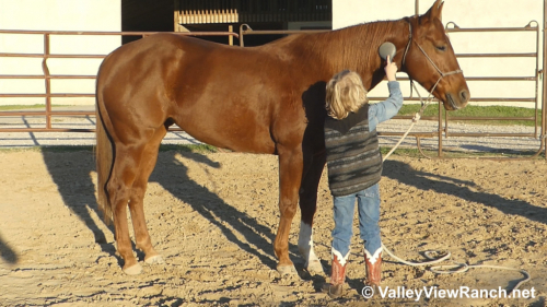 HorseID: 2286307 Any Hughes - PhotoID: 1063087