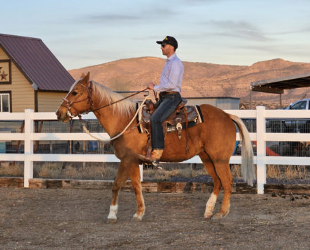 HorseID: 2286537 Sheza Scenic Star - PhotoID: 1077629