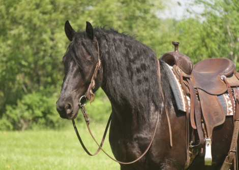 HorseID: 2287438 MW’S Tuxedo - PhotoID: 1064616