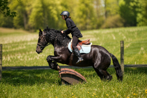HorseID: 2287438 MW’S Tuxedo - PhotoID: 1064617