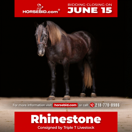 HorseID: 2287439 Rhinestone - PhotoID: 1064618