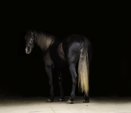 HorseID: 2287439 Rhinestone - PhotoID: 1064619
