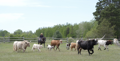 HorseID: 2287439 Rhinestone - PhotoID: 1064620