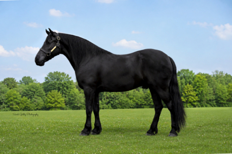 HorseID: 2287441 Boone - PhotoID: 1064623