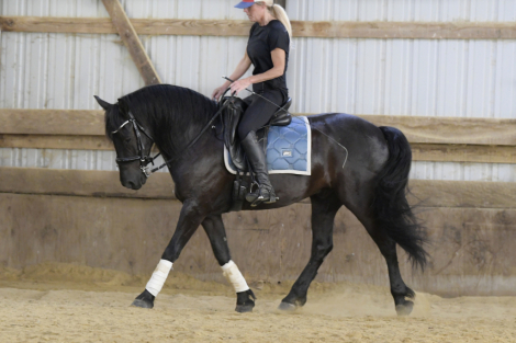 HorseID: 2287441 Boone - PhotoID: 1067947